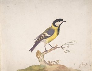 Een koolmees Parus major zittend op een tak, 1670-93 door Pieter Withoos