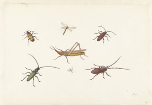 Blad met zeven verschillende insecten door Pieter Withoos