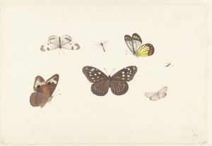 Blad met vijf vlinders en twee vliegen door Pieter Withoos