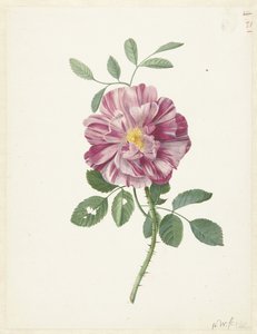 Gallic Roos (Rosa gallica L. 