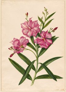 Paarse oleander door Pieter Withoos