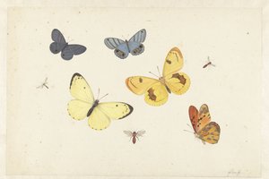 Blad met vijf vlinders, een wesp en twee vliegen door Pieter Withoos
