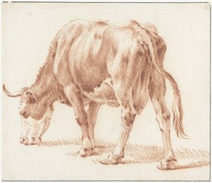 Grazende koe, naar links