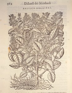 Basilicum (Ocymum basilicum), gravure door Pier Andrea Mattioli