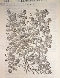Kappertjesstruik (Capparis spinosa), gravure door Pier Andrea Mattioli door Pietro Andrea Mattioli