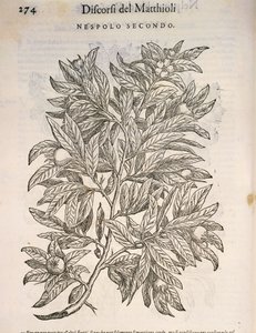 Mispel (Mespilus germanica), gravure door Pier Andrea Mattioli door Pietro Andrea Mattioli