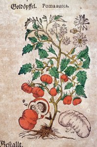 Herbarium: botanische planoma aureache die een tomatenplant (Caulis floridus) voorstelt. Gravure in "Kreutterbuch Des Hochgelehrten unnd weitberuhmten Herrn D. Petri Andreae Matthioli" door Pietro Andrea Mattioli (Matthiole) door Pietro Andrea Mattioli