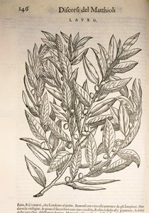 Laurier (Laurus), gravure door Pier Andrea Mattioli door Pietro Andrea Mattioli