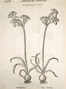 Narcis, gravure door Pier Andrea Mattioli door Pietro Andrea Mattioli