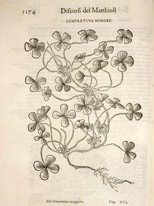 Sempervivum (Semprevivo minore), gravure door Pier Andrea Mattioli door Pietro Andrea Mattioli
