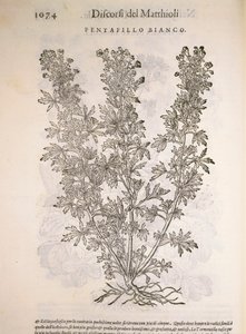 Zilverkruid (Potentilla alba), gravure door Pier Andrea Mattioli door Pietro Andrea Mattioli