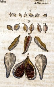 De kardemom. Gravure - in "Kreutterbuch Dess Hochgelehrten unnd weitberuhmten Herrn D. Petri Andreae Matthioli" door Pietro Andrea Mattioli. Frankfurt