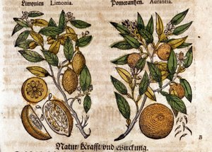 De citrus. Sinaasappel- en citroenboom. Gravure - in "Kreutterbuch Dess Hochgelehrten unnd weitberuhmten Herrn D. Petri Andreae Matthioli" door Pietro Andrea Mattioli. Frankfurt door Pietro Andrea Mattioli