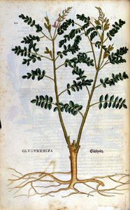 De zoethout. Gravure - in 