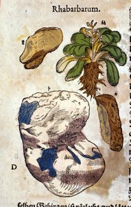 De rabarber. Gravure - in 