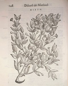 Ware mirte (Myrtus communis), gravure door Pier Andrea Mattioli