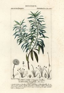 Bolmargriet, Globularia salicina