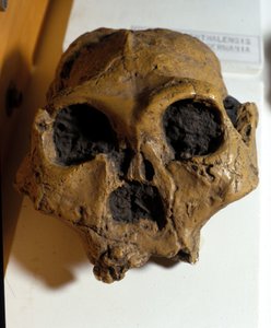 Australopithecus Africanus. Sterkfontein, Zuid-Afrika. De schedel is ongeveer 2,5 miljoen jaar oud. door Prehistoric Prehistoric