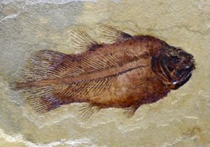 Fossiele voetafdruk van de Carboon coelacanth