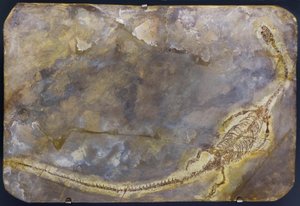 Hyphalosaurus lingyuanensis fossiel (item) door Prehistoric Prehistoric