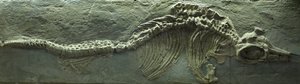 Ichthyosaurus Fossiel, Jura (Lias) periode door Prehistoric Prehistoric