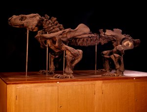Prehistorie; dinosaurussen: skelet van ichtyosaurus