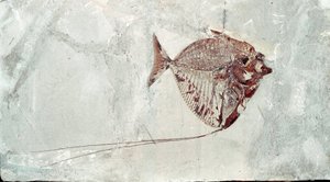 Prehistorie: Mene Rhombea visfossiel van de site van Mount Bolca (Italië). Eoceen periode