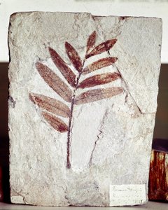 Prehistorie: takfossiel in kalksteen van de vindplaats Monte Bolca (Italië). Eoceen periode. Museo civico di storia naturale, Milaan door Prehistoric Prehistoric