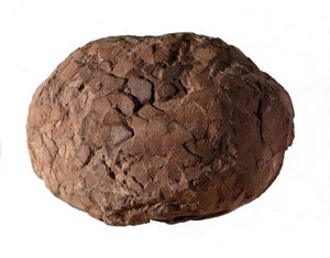 Prehistorie: dinosaurusei gevonden in de Provence. Mesozoïcum, Jura periode door Prehistoric Prehistoric