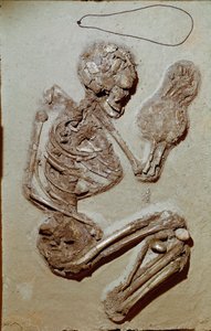 Prehistorie: vrouwelijk skelet daterend uit het Boven-Neolithicum. Cultuur van Chiozza. 2900-2700 v.Chr. Reggio Emilia, Musei Civici, Museo Chierici, Italië