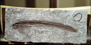 Prehistorie: visfossiel Eomirus Formosissimus