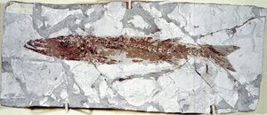 Prehistorie: visfossiel Sphyraena Bolcensis van de vindplaats Monte Bolca (Italië). Eoceen periode.