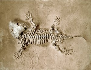 Prehistorie: fossiel van Seymouria Bayolorensis amfibische reptiel uit Texas, Verenigde Staten. Perm periode door Prehistoric Prehistoric