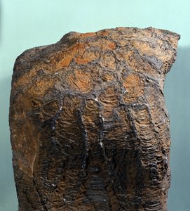 Prehistorie: fossiel van Stromatoliet, mariene rots, archeozoïcum. gevonden in Mauritanië door Prehistoric Prehistoric