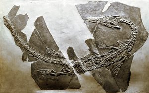 Prehistorie: fossiel van het waterreptiel Askeptosaurus italicus uit Besano (Italië). Midden-Trias periode.