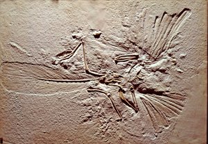 Prehistorie: fossiel van de vogel Archaeopteryx (archeopteryx) door Prehistoric Prehistoric