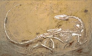 Prehistorie: fossiel van de dinosaurus Coelophysis. Periode van het Boven-Trias. Museo civico di storia naturale, Milaan