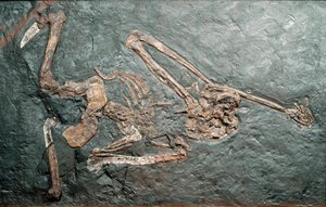Fossiel van de grote primaat Oreopithecus (Oreopithecus bambolii) van de berg Bamboli (Grosseto). Mioceen tijdperk. Museo civico di storia naturale, Milaan
