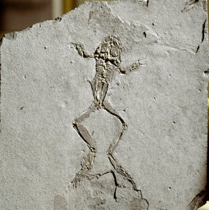 Prehistorie: kikkerfossiel uit de Pueyoi da Tervel-site in Spanje