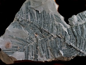 Prehistorie: periode van het hoger carboon. Fossiel van Acitheca Poymorphe van de varenfamilie. Vondst in Gottelborn in Duitsland door Prehistoric Prehistoric