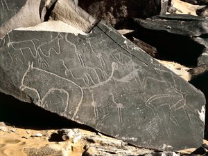 Prehistorie, rotstekeningen: grafrots met leeuwen, antilopen, struisvogels en vee. Steentijd 5000-2000 v.Chr. Taghit, Hoog plateau van de Hoggar, Algerije
