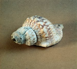 Prehistorie: schelp van Triton nodifer doorboord, gebruikt als fluit uit de Necropolis van Arene Candide (Finale Ligurië), Ligurië. Midden-Neolithicum, Steentijd