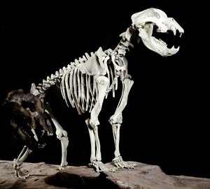 Prehistorie: skelet van de grottenbeer (Ursus spelaeus) uit de Grotten del Bandito in Roaschia, Italië. Periode van het Pleistoceen. Museo civico di storia naturale, Milaan door Prehistoric Prehistoric