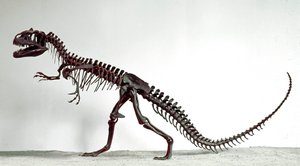 Prehistorie: skelet van de dinosaurus Allosaurus fragilis door Prehistoric Prehistoric
