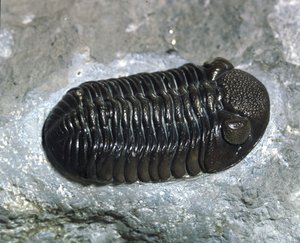 Prehistorie: trilobiet Phacops Rana fossiel (geleedpotige). Tijdperk van het Paleozoïcum, periode van het Devoon. Gevonden in Ohio, Verenigde Staten door Prehistoric Prehistoric
