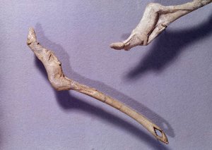 Prehistorie: twee werpsperen genaamd 