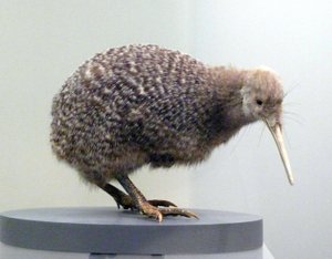 Voorbeeld van een opgezette kiwi (apterygides), niet in staat om te vliegen. Auckland Museum, Nieuw-Zeeland door Prehistoric Prehistoric