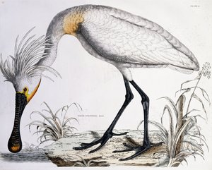 Witte lepelaar, 1834 door Prideaux John Selby