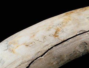 Punic kunst (Carthaags): ivoren verdediging met gegraveerde inscriptie. Uit Bajo de la Campana (Cartagena) Museo de Cartagena Cartagena Spanje door Punic Punic