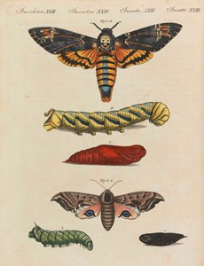 Kinderprentenboek Kinderencyclopedie door Friedrich Johann Justin Bertuch door Pupils of the Weimar Princely Free